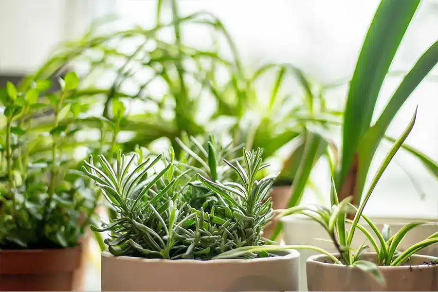 Indoor Herb Gardening